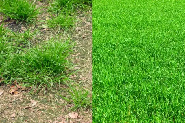 Jak założyć trawnik na starej trawie? Renowacja czy nowy siew?