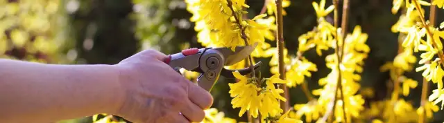 Jak zrobić żywopłot z forsycji - proste kroki do pięknej zieleni