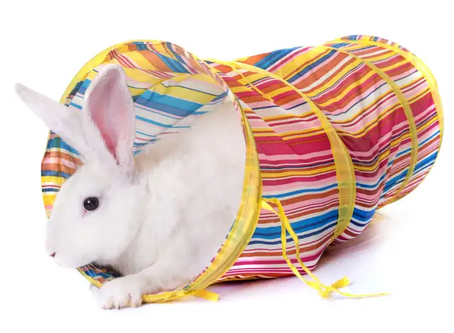 Jak zrobić plac zabaw dla królika, aby zapewnić mu radość i bezpieczeństwo