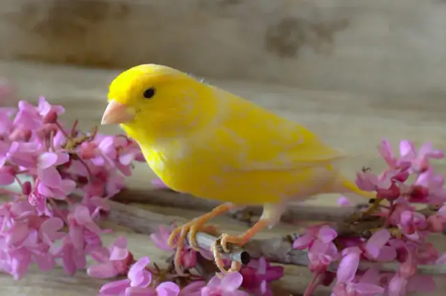 Jakie gałązki dla kanarka są bezpieczne i smaczne dla ptaka?