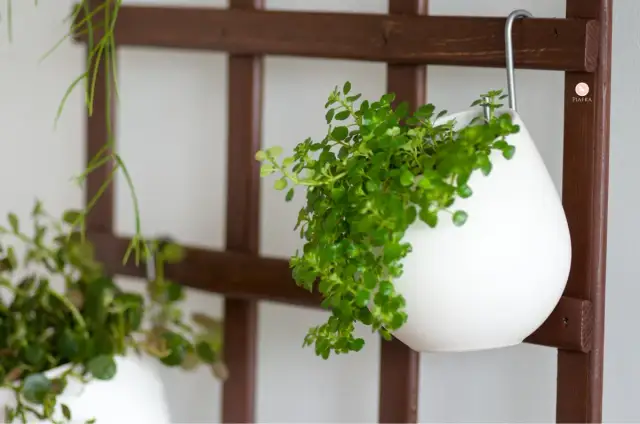 Kwietnik na ścianę DIY: Proste instrukcje i pomysły na zieleń