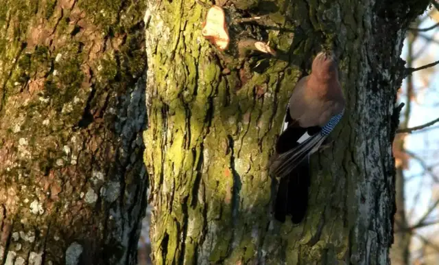 Wybiera się jak sójka za morze – co oznacza to przysłowie?