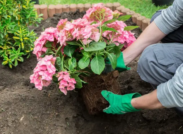 Sadzenie różowej hortensji w ziemi przez osobę w zielonych rękawiczkach.