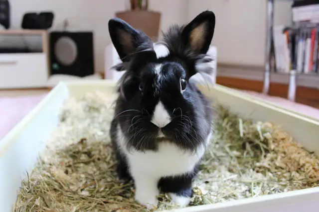 Czarno-biały królik siedzi w kuwecie z trocinami i siankiem.