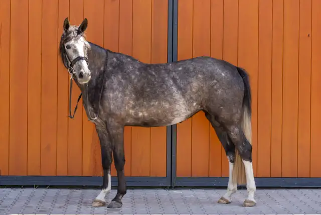 Najlepsze stadniny koni w Dolnym Śląsku - poznaj wyjątkowe oferty