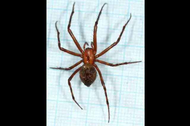 Najgroźniejszy pająk w Polsce – czy sieciarz jaskiniowy jest niebezpieczny?