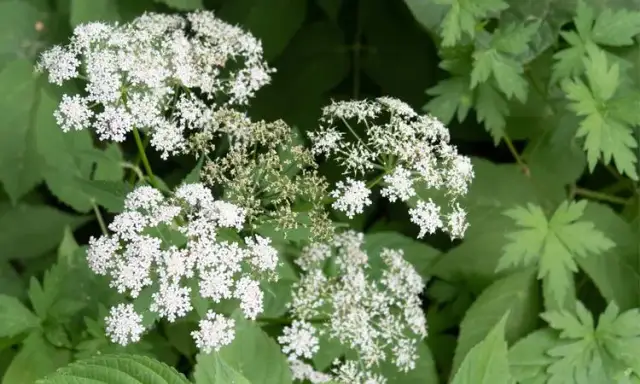 Trujące chwasty z białymi kwiatami: Jak rozpoznać i co robić?