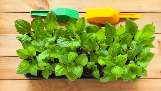 Jak siać astry do gruntu - uniknij najczęstszych błędów w siewie