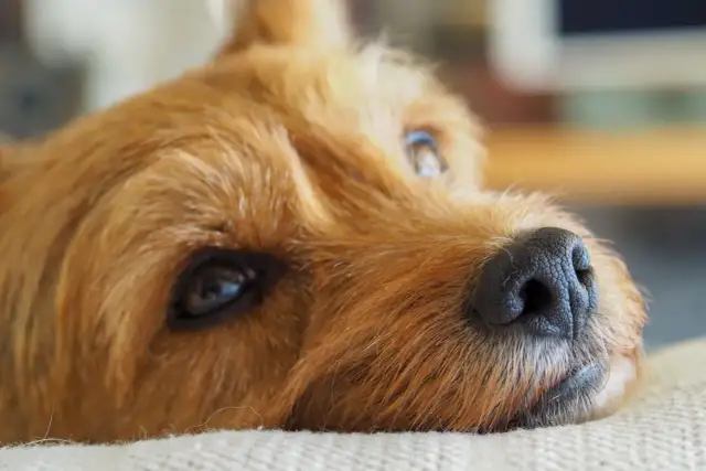 Pies bez rodowodu: Kundelek, mieszaniec jak wybrać mądrze?