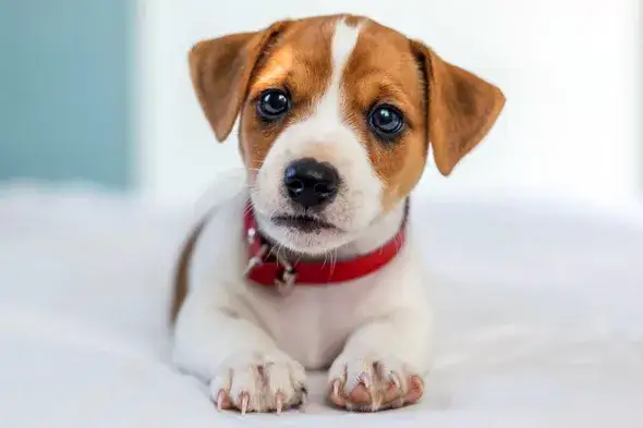 Co zrobić jak szczeniak piszczy w nocy – skuteczne sposoby na uspokojenie