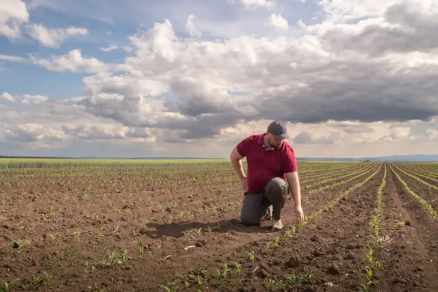 Kiedy siać kukurydzę, aby uniknąć błędów i uzyskać obfite plony