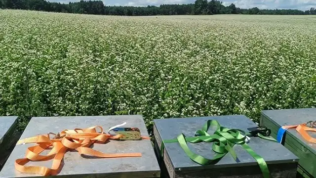 Kiedy siać grykę dla pszczół, aby zapewnić im najlepszy pożytek