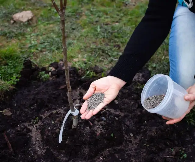 Obornik gołębi: pod jakie warzywa? Poradnik bezpiecznego nawożenia