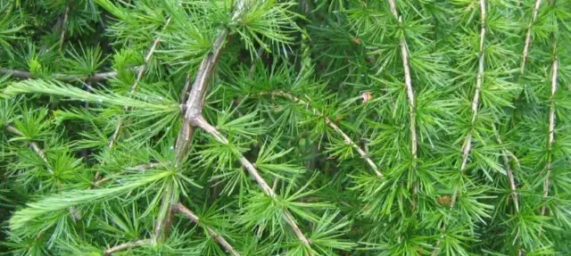 Kiedy sadzić modrzew, aby uniknąć błędów i zapewnić wzrost