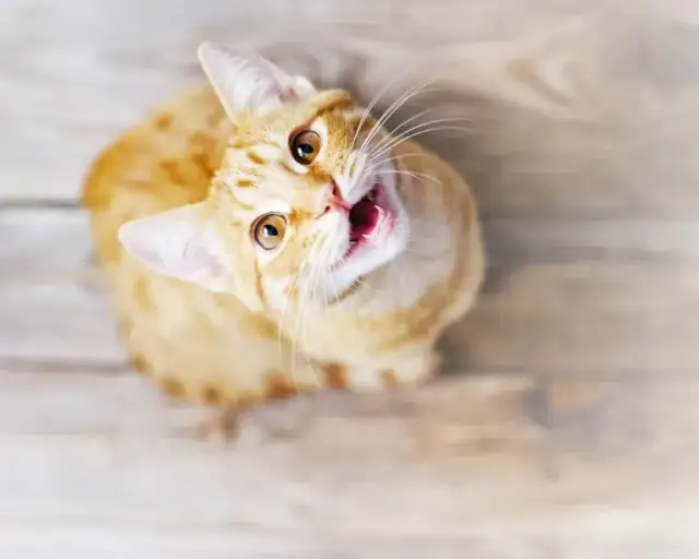 Dlaczego kotka sika poza kuwetą? Odkryj przyczyny i rozwiązania