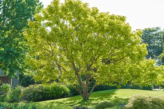 Wybierz idealne drzewo do ogrodu: przewodnik po gatunkach i sadzeniu