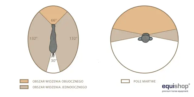 Jak widzą konie? Odkryj sekrety końskiego wzroku i zachowania