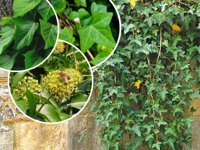 Jaki bluszcz na ogrodzenie? Wybierz idealne gatunki dla swojego ogrodu