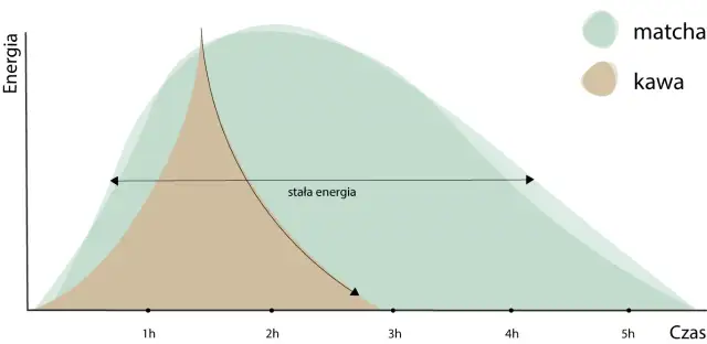 Czy matcha ma kofeinę? Sprawdź, jak wypada w porównaniu do kawy