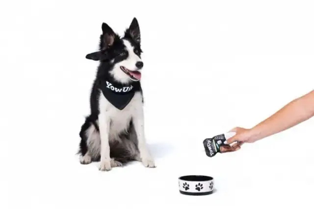 Jogurt naturalny dla psa: Tak, ale z głową! Poradnik eksperta