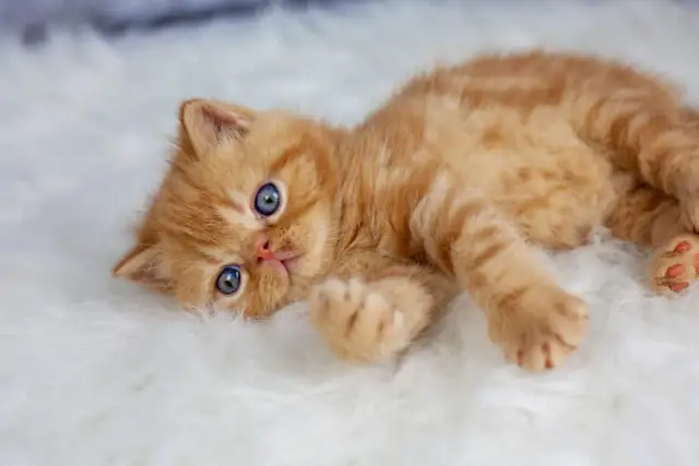 Optymalny wiek oddania kotków: 12-16 tyg. Dlaczego to ważne?