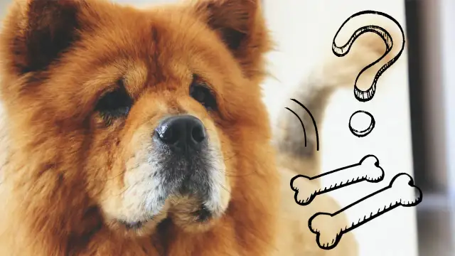 Ile razy karmić szczeniaka? Harmonogram i błędy, których unikniesz!