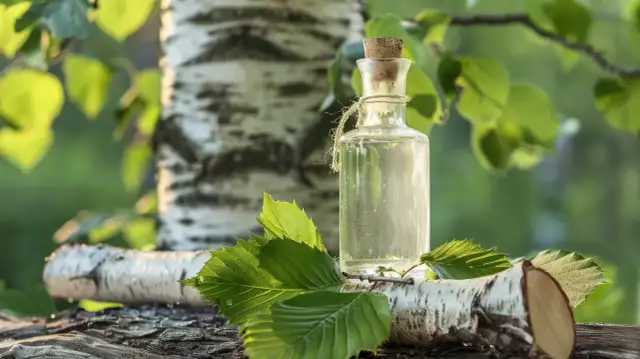 Szklana buteleczka z płynem, prawdopodobnie sok z brzozy na włosy, stoi wśród liści i kory brzozy.