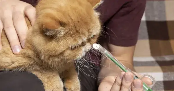 Czym odrobaczać kota? Skuteczne metody i ważne wskazówki