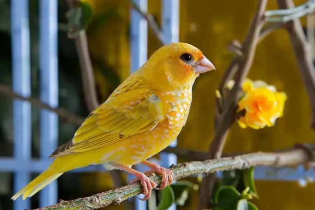 Trujące rośliny dla kanarków: Pełna lista i jak chronić ptaka