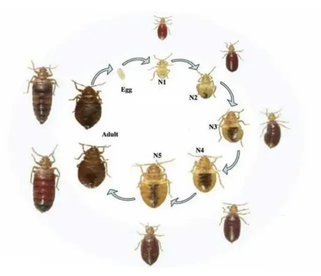 Jak rozmnażają się pluskwy? Zaskakujące fakty o ich życiu i jajach