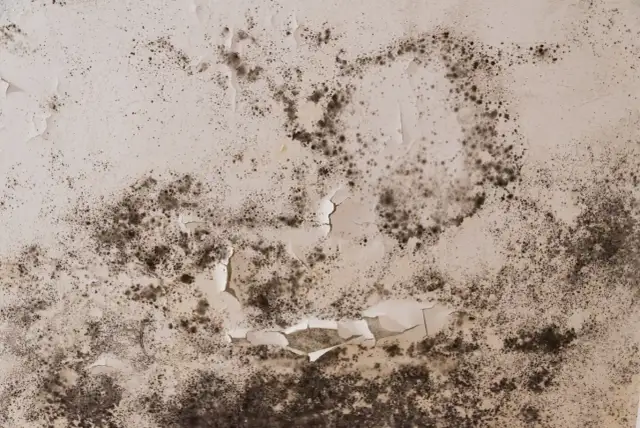 Pleśń w łazience? Usuń ją domowymi sposobami i zapomnij o nawrotach!