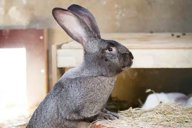 Szary królik w klatce, gotowy do uboju. Idealna waga dla królika do uboju to ok. 2-3 kg.