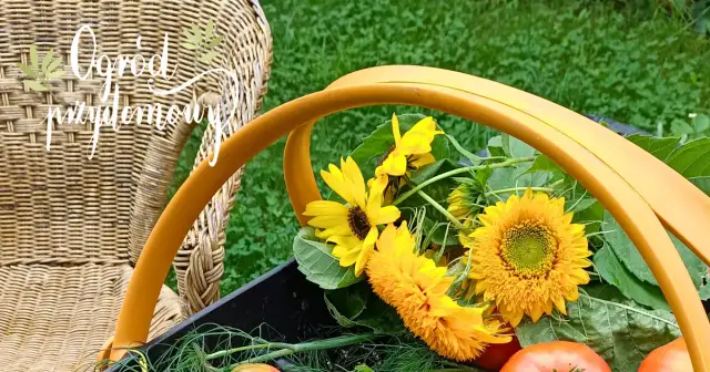 Jakie warzywa opłaca się uprawiać, aby maksymalizować zyski?