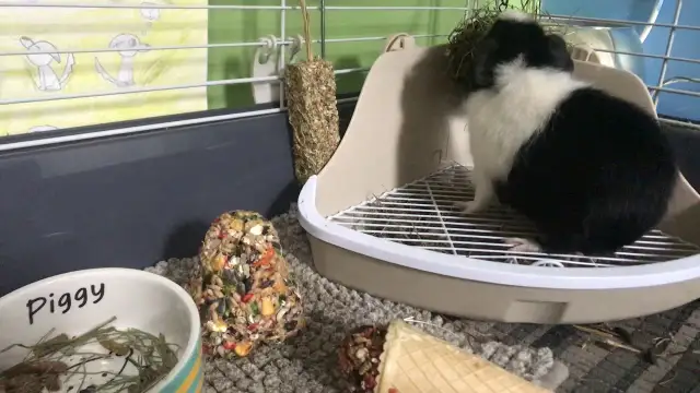 Jak nauczyć świnkę korzystać z kuwety - proste metody i porady