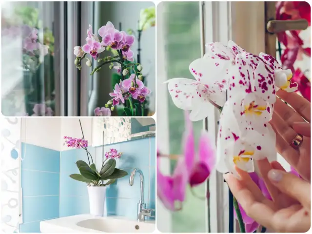 Najlepsze okna dla storczyków: Wschodnie czy zachodnie?