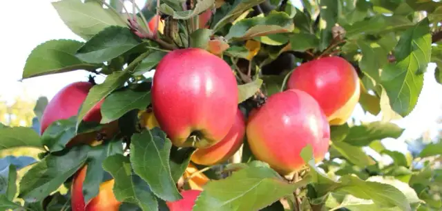 Po ile jabłka na skupie - aktualne ceny i co wpływa na stawki