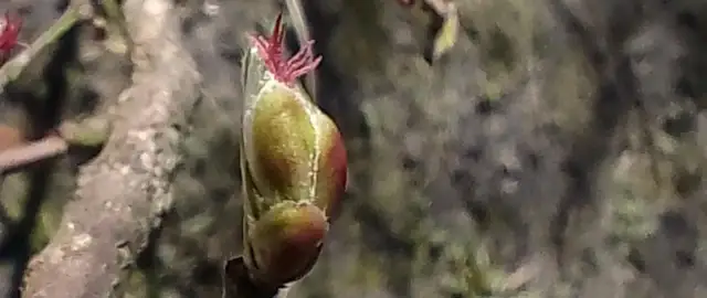 Delikatne, czerwone pręciki wyrastają z zielono-czerwonego pąka, zapowiadając, jak kwitnie leszczyna.