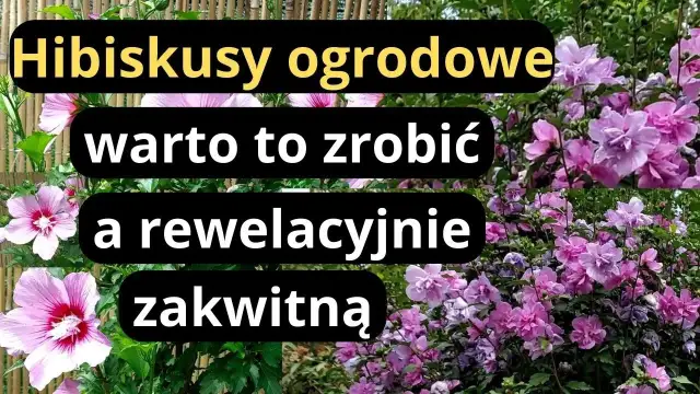 Jak przycinać hibiskusa ogrodowego, aby zwiększyć kwitnienie i zdrowie rośliny
