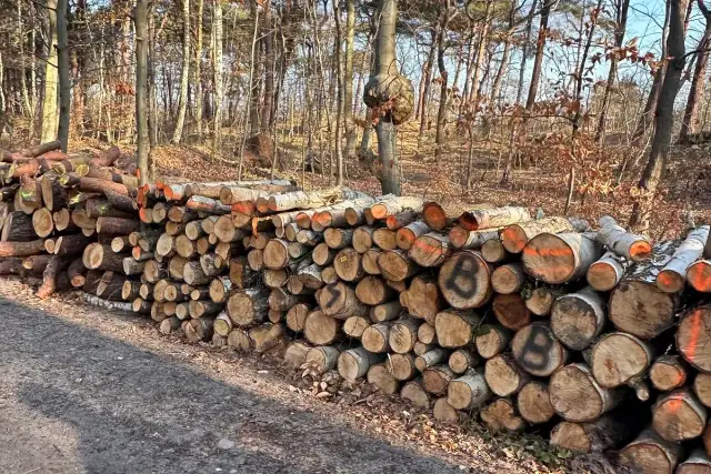 Co z wycinka drzew na Półwyspie Helskim? Skutki i regulacje prawne
