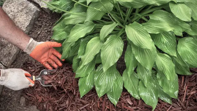 Funkia: Jaka gleba? Odkryj idealne podłoże i unikaj błędów.