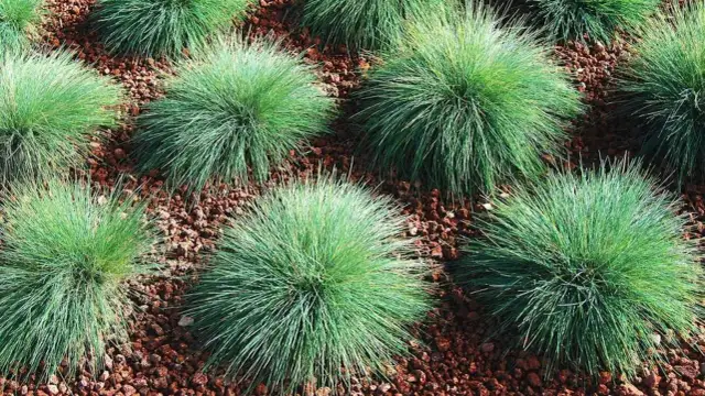 Kostrzewa: Gdzie szukać tej trawy w Polsce? Przewodnik po naturze i ogrodach