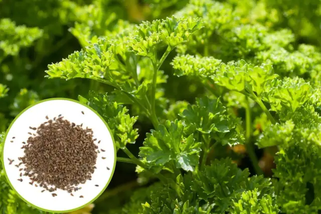 Jak siać pietruszkę naciową w doniczce, aby uniknąć błędów w uprawie