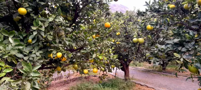 Kiedy sezon na pomarańcze? Sprawdź, kiedy są najlepsze owoce