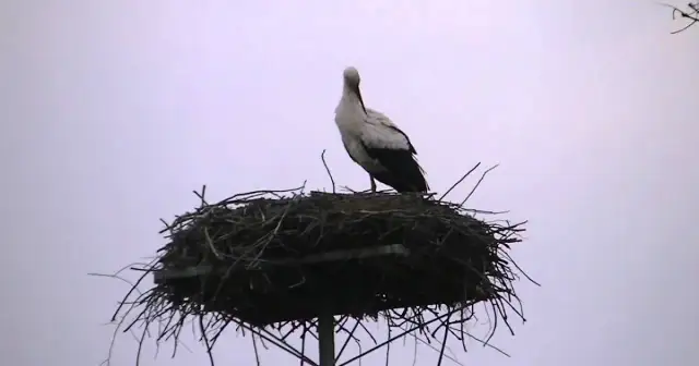 Jak rozmnażają się bociany - sekrety ich niezwykłego życia lęgowego