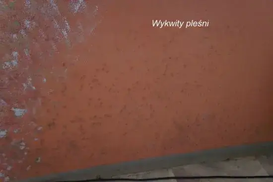 Jak napisać pismo do spółdzielni mieszkaniowej w sprawie grzyba i uniknąć problemów