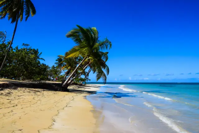Dominikana najpiękniejsze miejsca: piaszczysta plaża z palmami i turkusowym morzem.