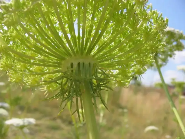 Chwast podobny do kopru: jak go rozpoznać i uniknąć zagrożeń