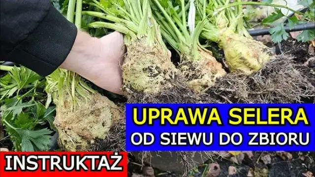 Jak sadzimy selery - krok po kroku do zdrowych plonów w ogrodzie