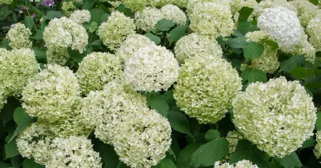 Kiedy przycina się hortensje ogrodową, aby uniknąć błędów w pielęgnacji