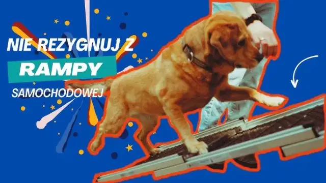 Jak zrobić rampę dla psa - proste kroki, które ułatwią mu życie